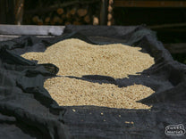 Wet process coffee dries on raised beds at Fram Farm in Kiambu.