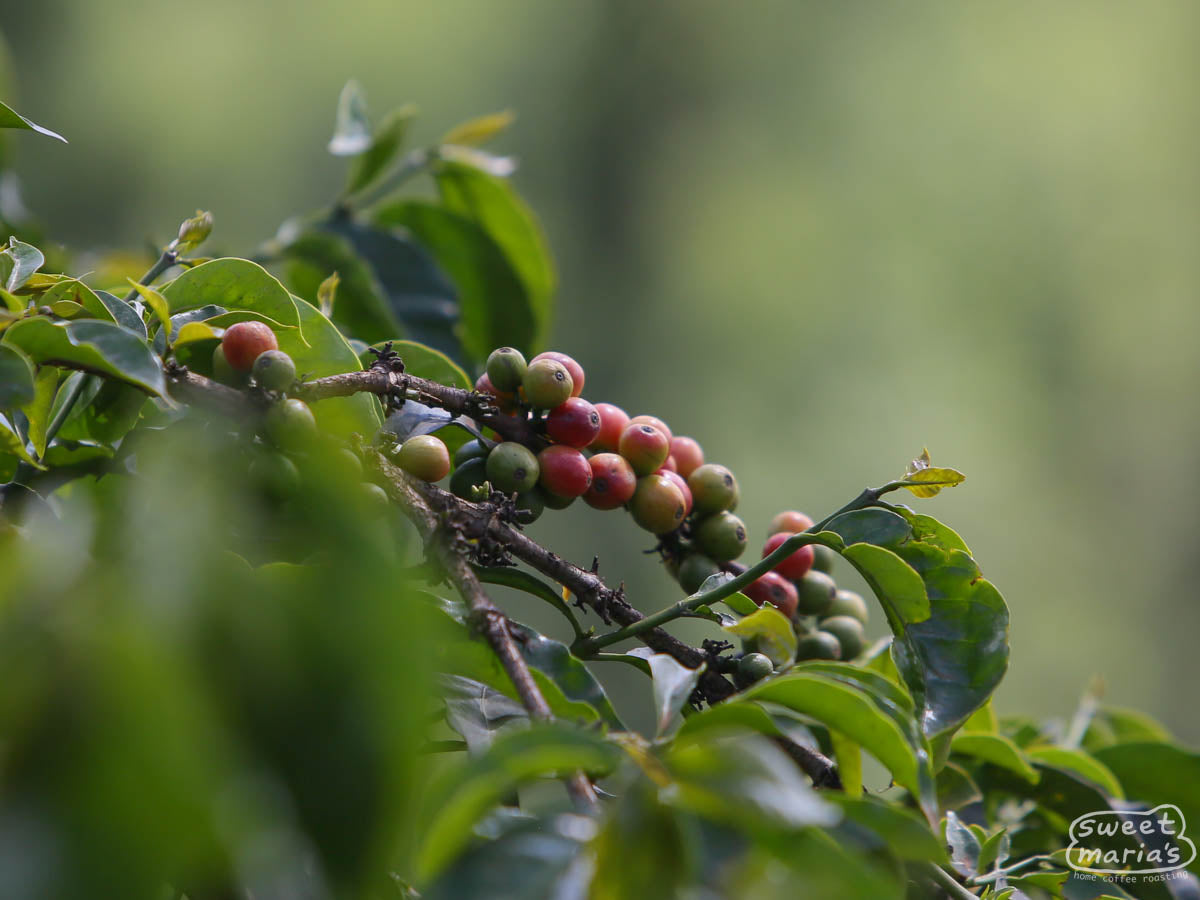 Coffee cherries ripening from green to red at Fram Farm.
