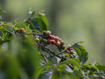 Coffee cherries ripening from green to red at Fram Farm.