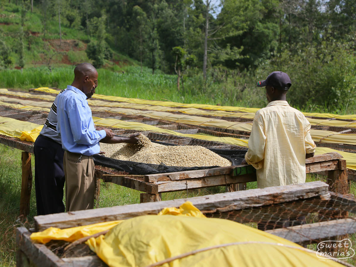 Workers at Igutha Factory inspect the wet parchment coffee that's drying on raised beds.
