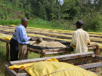 Workers at Igutha Factory inspect the wet parchment coffee that's drying on raised beds.