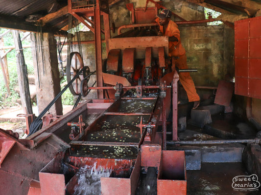 Coffee being wet-processed on a four disc Mckinnon style pulper at the Igutha Factory in Kenya.