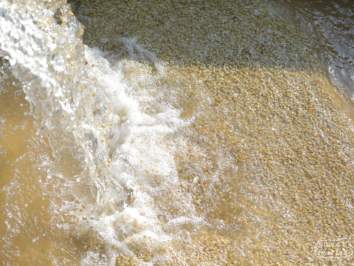 Clean water pours into the coffee fermentation tank at a processing site in Nyeri.