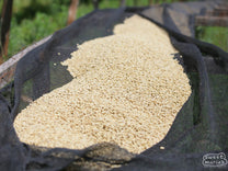 Coffee dries in its parchment layer at one of the Othaya Farmers Cooperative Society's milling sites in Nyeri.