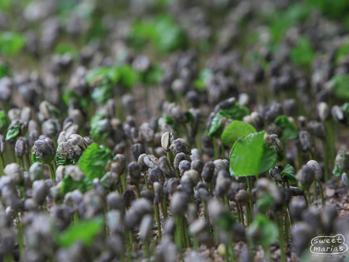 Coffee seeds sprouting in Chiapas. You can see how the seed stretches up on the new shoot from the ground.