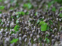 Coffee seeds sprouting in Chiapas. You can see how the seed stretches up on the new shoot from the ground.