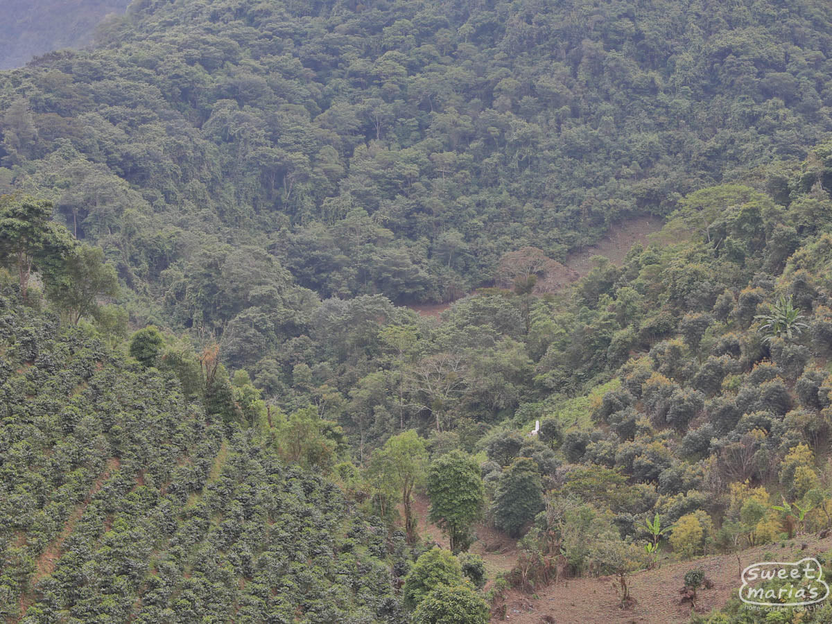 Coffee shrubs planted on the steep Chiapas mountainside.