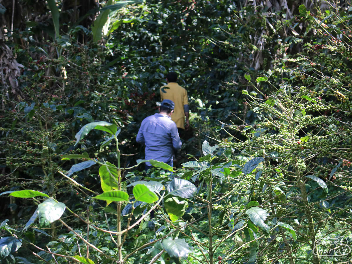 Olman and Pablo lead the way as we walk one of the paths that cuts through the Ojo de Agua farm.