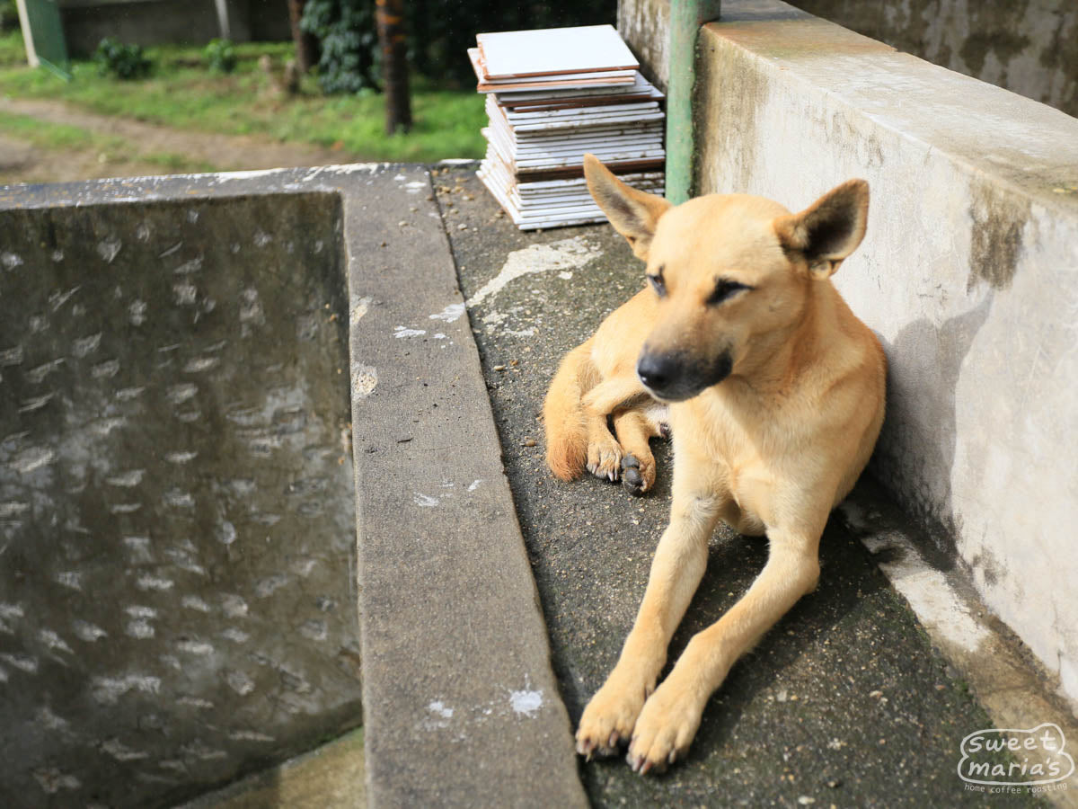 This golden-coated coffee dog enjoys the warmth of a some sunshine next to the fermentation tanks at Buenos Aires.