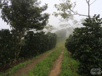 The morning mist blankets the Buenos Aires coffee farm.