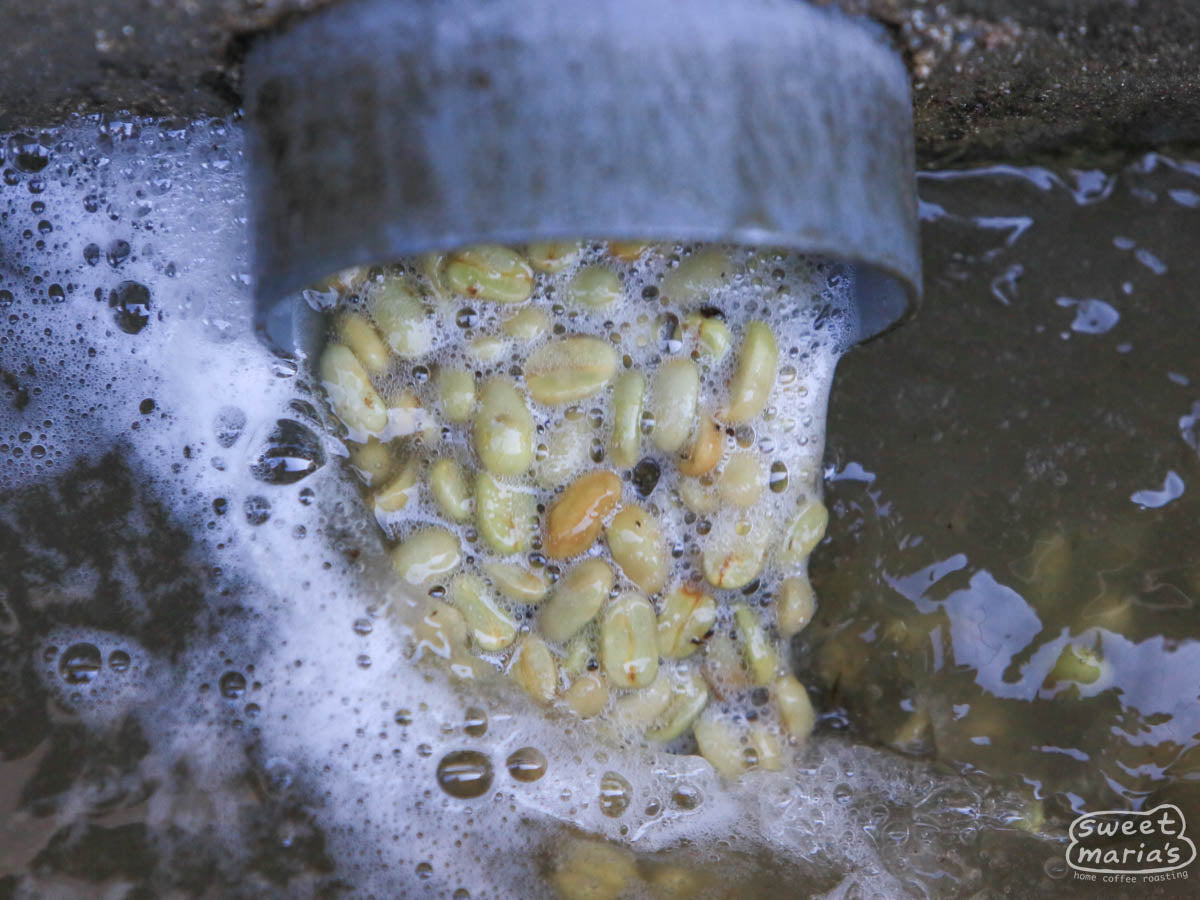 Maracaturra coffee exiting the fermentation tank and into the washing channel at Buenos Aires mill.