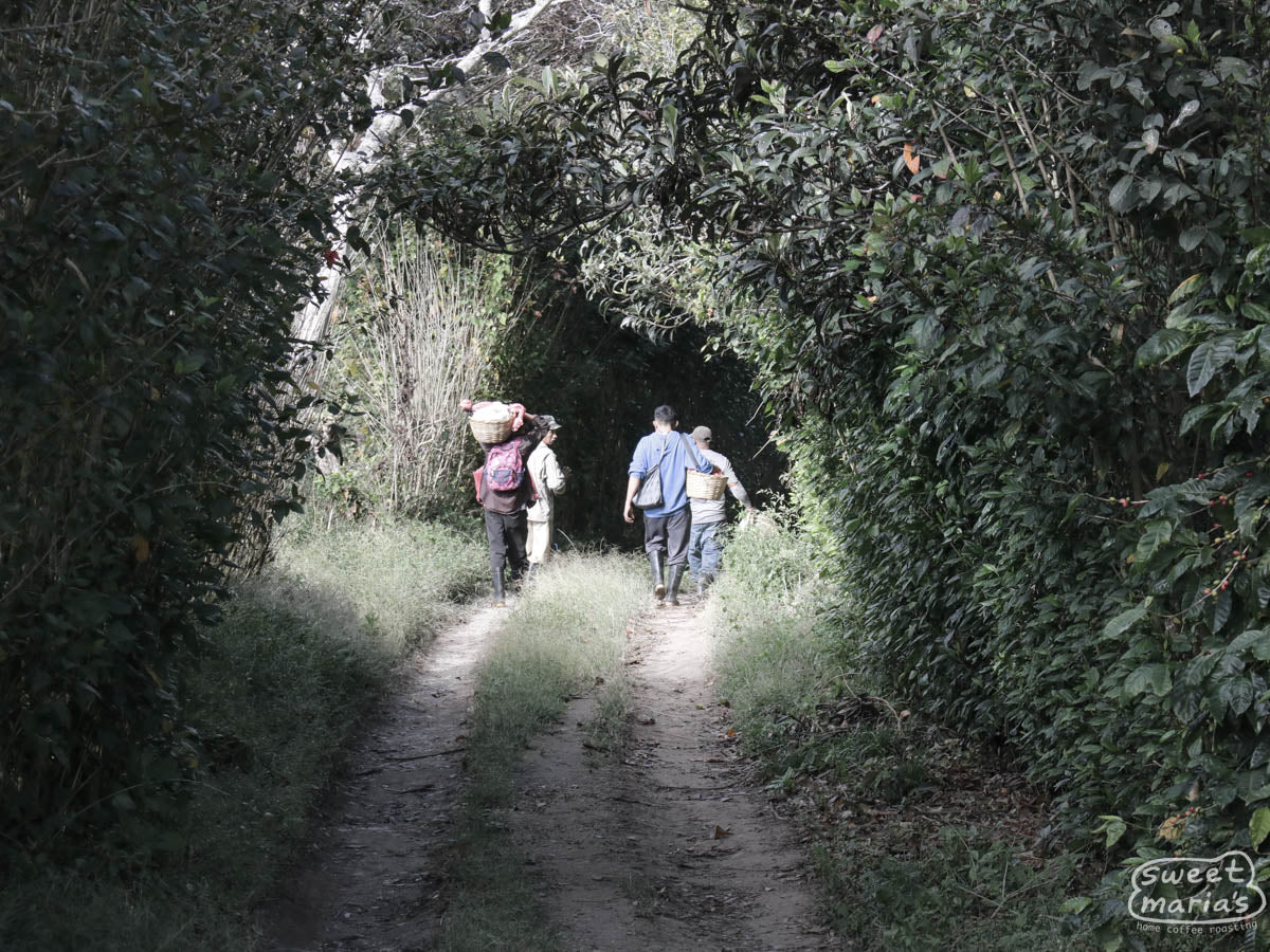 Coffee pickers with their baskets traversing the Buenos Aires' plots via a dirt road that cuts across them.