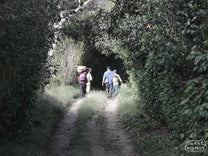 Coffee pickers with their baskets traversing the Buenos Aires' plots via a dirt road that cuts across them.