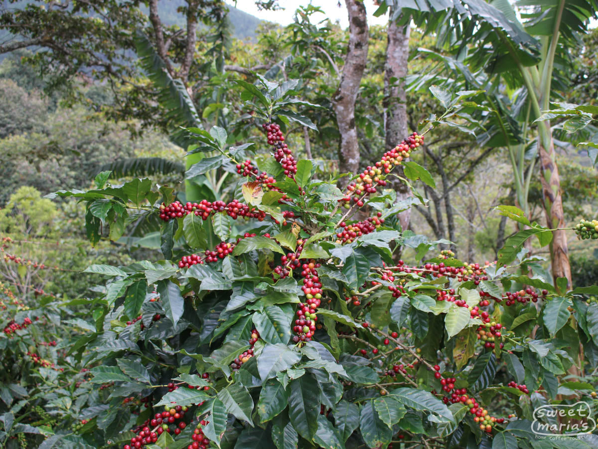 A photo of a caturra coffee shrub filled with ripe cherry at the part of the farm just below Los Alpes, called "Monte Libano". Dipilto, Nicaragua.