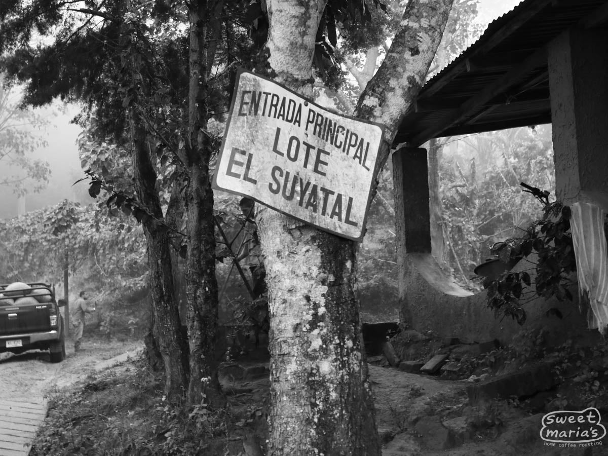 The sign reading "Entrada Principal Lote El Suyatal" at the entrance to the farm, the road leading in lined with green coffee trees on both sides. Dipilto region, Nicaragua.