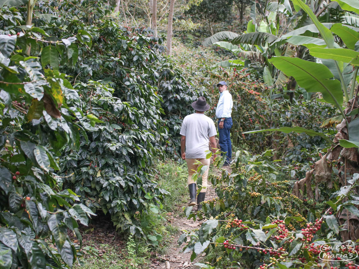 Walking between rows of tall Caturra coffee shrubs at Monte Libano farm.