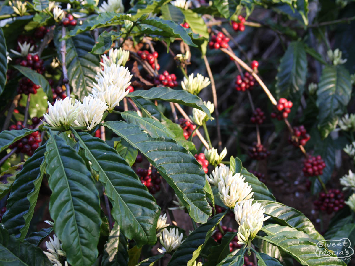 Uganda Dry Process Masaka Robusta