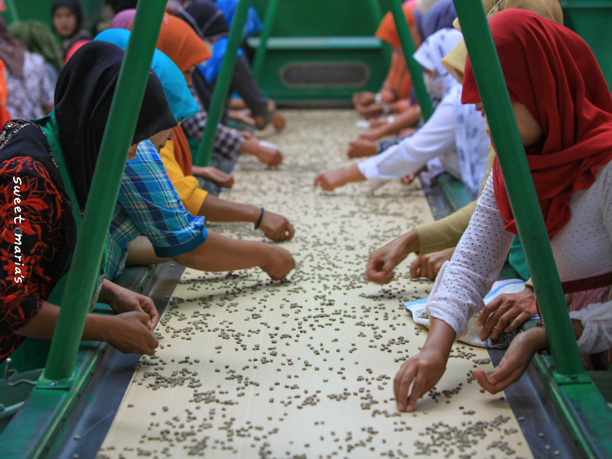 Women sort through coffee by hand on a conveyor belt at an Aceh dry mill.