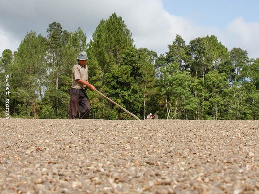 A worker turns wet hulled coffee on a large cement drying patio in Aceh, Sumatra.