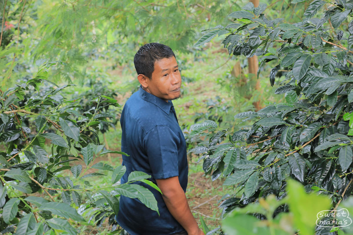 Pak Aulia Kahfi leads the way between the coffee trees at his farm in Bebesen, Aceh.
