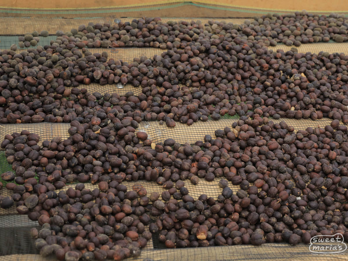Dry process coffee on raised beds at a coop member processing site.
