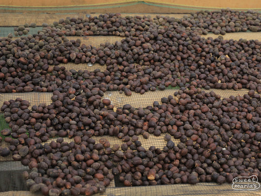 Dry process coffee on raised beds at a coop member processing site.
