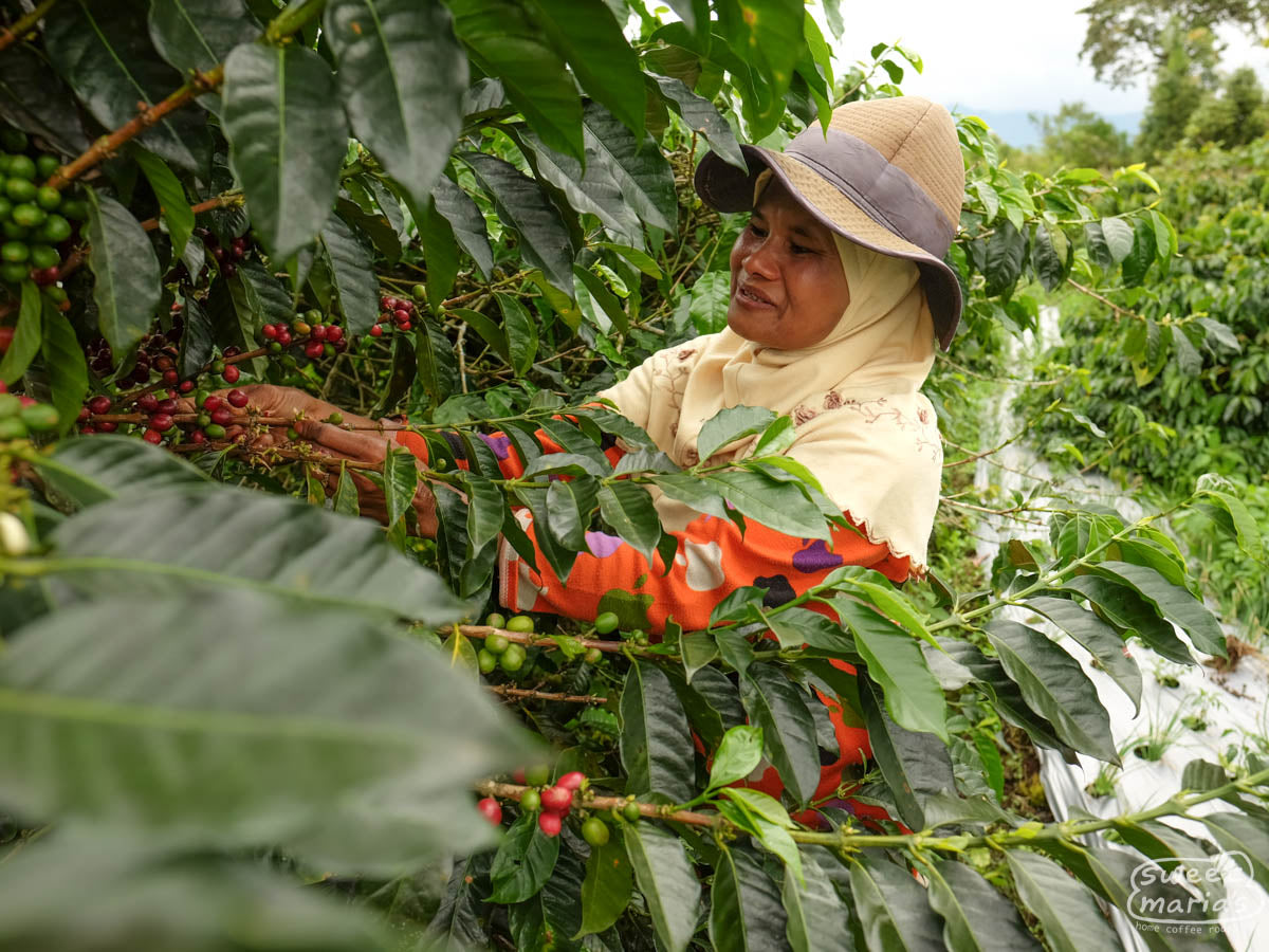 A coffee farmer harvesting the red cherries while green coffee continues to ripen. Gunung Tujuh, Pendekar group.