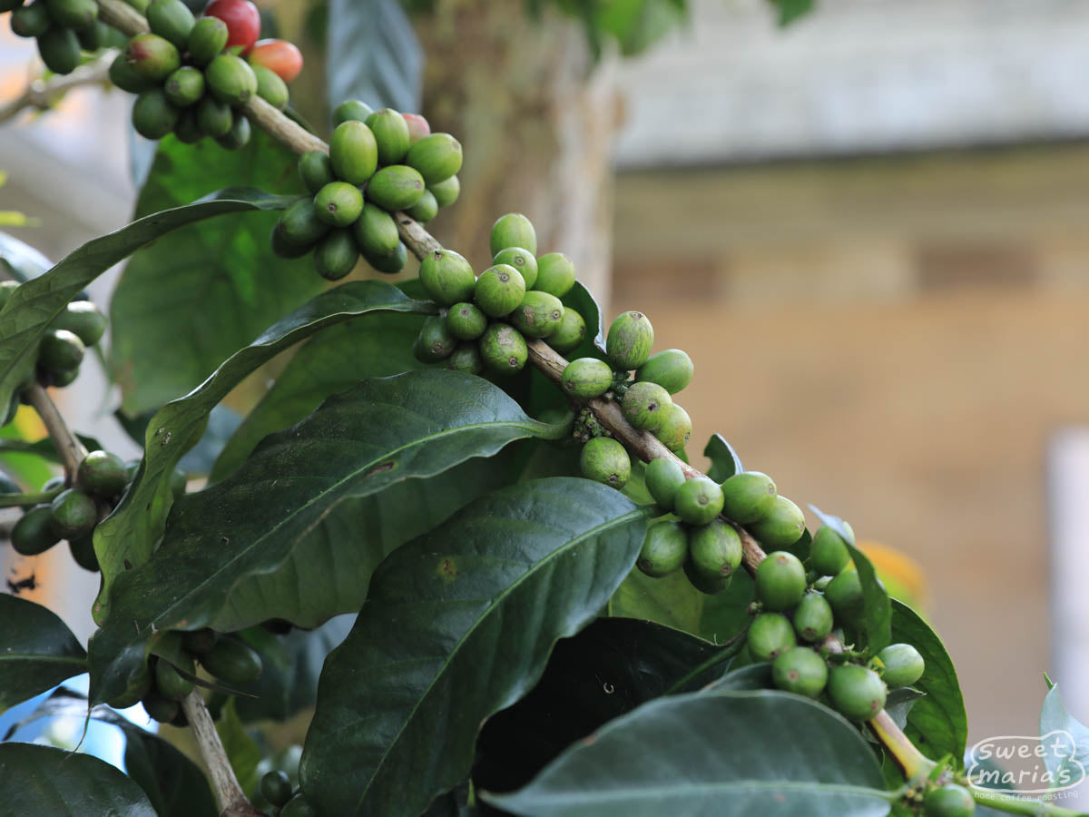 Green coffee cherries grouped together in clusters on a branch. Pendekar farmer.