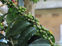 Green coffee cherries grouped together in clusters on a branch. Pendekar farmer.