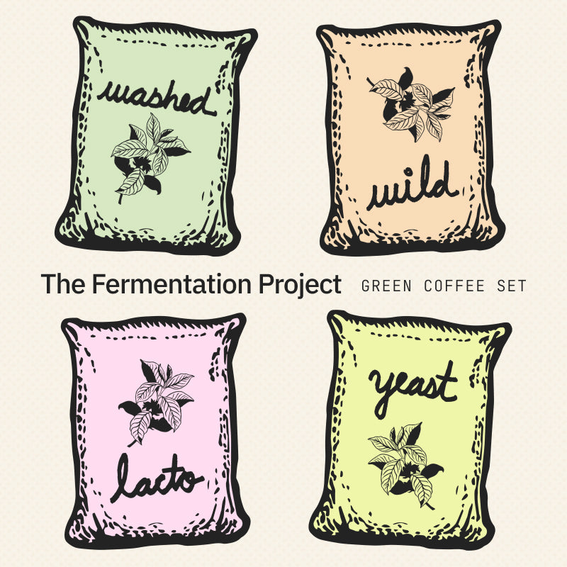 A graphic for the Fermentation Project green coffee set with four jute bags of different colors, each one labeled with one of the fermentation methods: washed, wild, lacto and yeast.