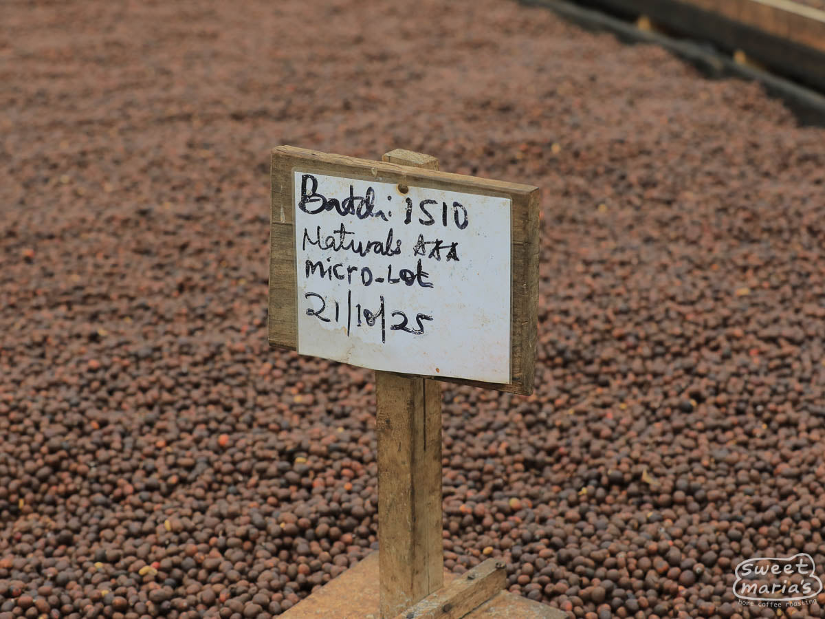 Dry process coffee on raised beds at the Bugoye site, Rwenzori region, Uganda.