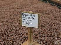 Dry process coffee on raised beds at the Bugoye site, Rwenzori region, Uganda.