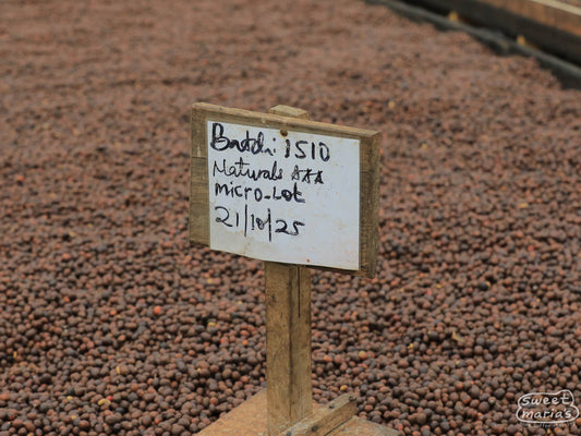 Dry process coffee on raised beds at the Bugoye site, Rwenzori region, Uganda.