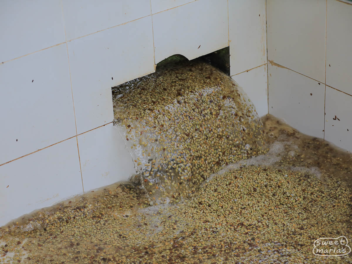 Parchment coffee empties in the tile fermentation tanks at Gibuzale where it will ferment overnight to break down the remaining sticky fruit.