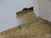 Parchment coffee empties in the tile fermentation tanks at Gibuzale where it will ferment overnight to break down the remaining sticky fruit.