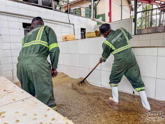 Workers wash away the sticky fruit mucilage from wet process coffee at the Kapchorwa site.
