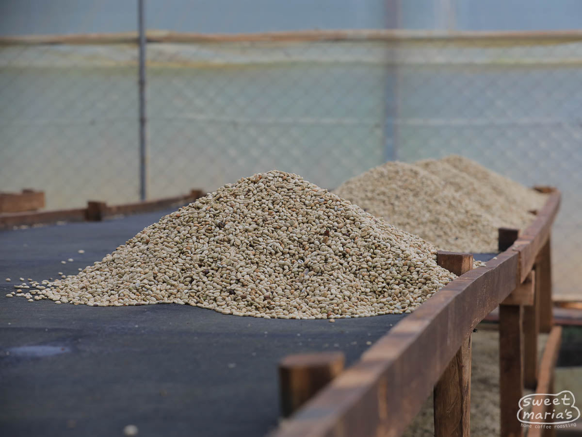 Mounds of wet process coffee piled onto the drying tables where they will be spread thin to dry. Kapchorwa washing station.