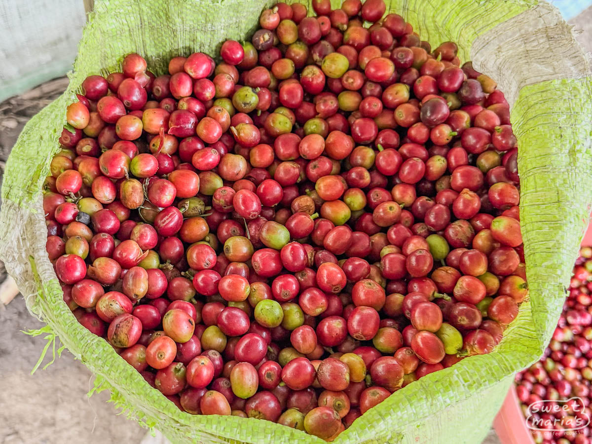 A yellow woven bag filled with fresh coffee cherries harvested that day. 