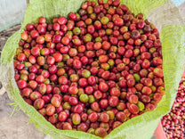 A yellow woven bag filled with fresh coffee cherries harvested that day. 
