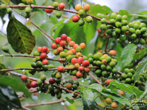 Coffee cherries ripening on the branches of a Costa Rica 95 coffee variety at a farm near Bugoye, Uganda.
