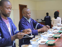 Workers prepare a cupping table of coffees at the Kyagalanyi mill in Uganda.