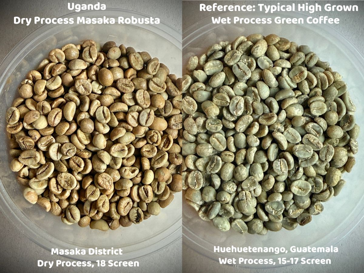 Uganda Dry Process Masaka Robusta