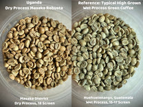 Uganda Dry Process Masaka Robusta