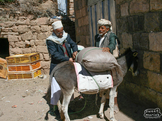 Two coffee farmers load a bag of coffee cherry on a pack mule to be carried up to their home where they will lay it to dry on their rooftop. Saih valley region.