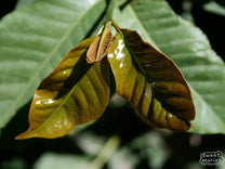 New bronze leaves emerge amidst the dark green mature leaves in the background on this coffee plant at a Yemeni farm.