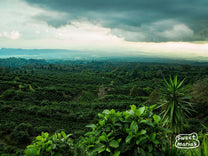 The scenic landscape of Finca Panama in Atitlan, Guatemala.