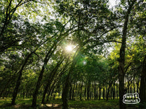 Old coffee trees bowing as they grow at Finca Panama in Santa Barbara.