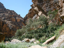  with small outrcoppings of coffee on terraces below