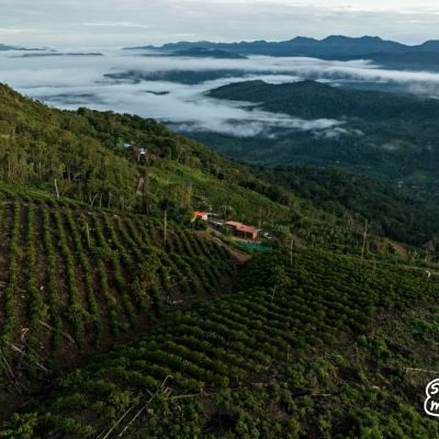 An aerial shot of the neatly planted rows of coffee at  Finca Rosita farm in Caranavi, Bolivia.