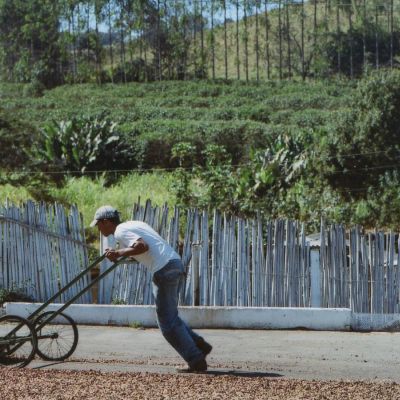 A worker uses a wheeled rake to turn the dry process coffee as it dries on the cement patio (this is not Alto da Serra).